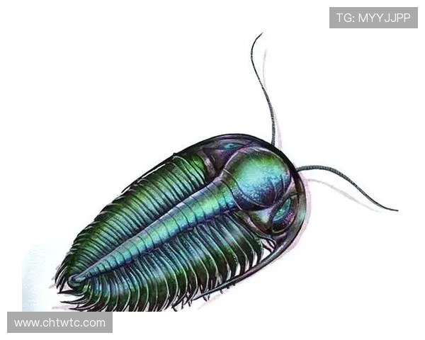 探索奥蓬达的魅力与神秘之旅揭示其背后的历史与文化价值